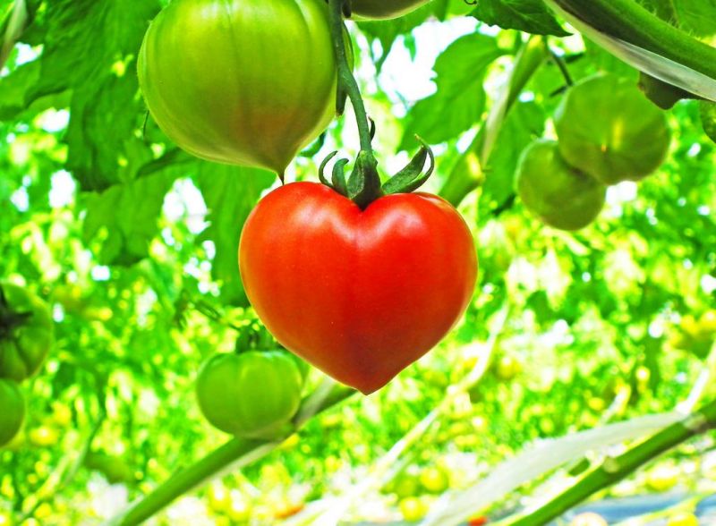 cà chua gây bão mạng xã hội